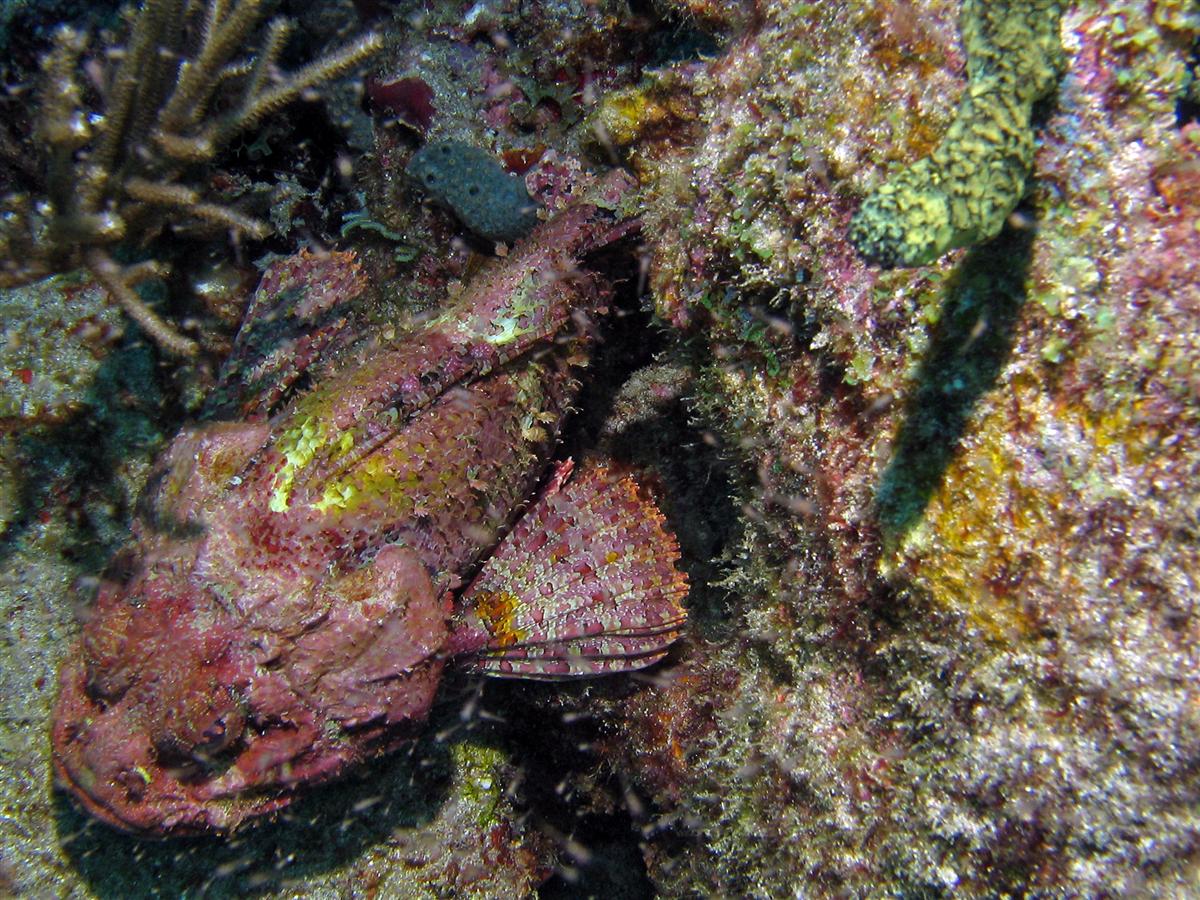 Scorpion Fish