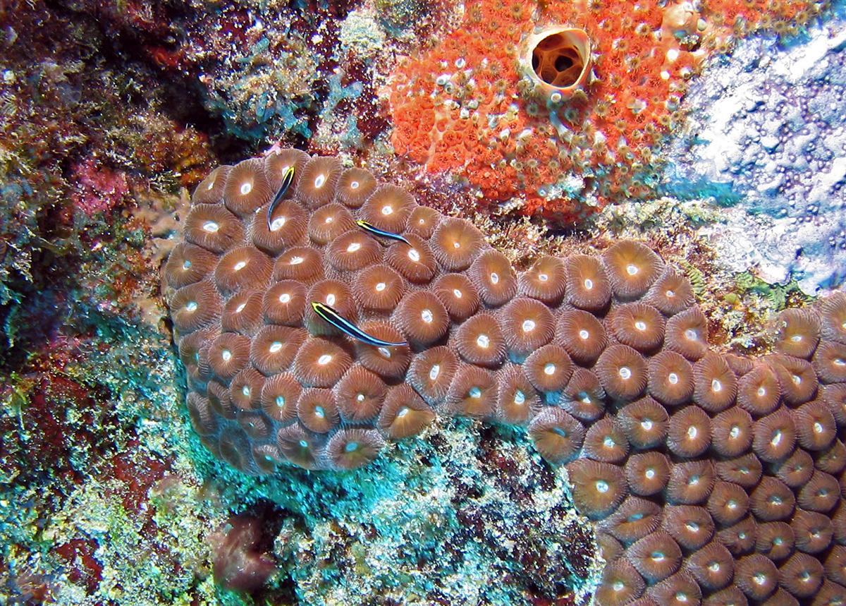 Sharknose Cleaner Goby on Star coral