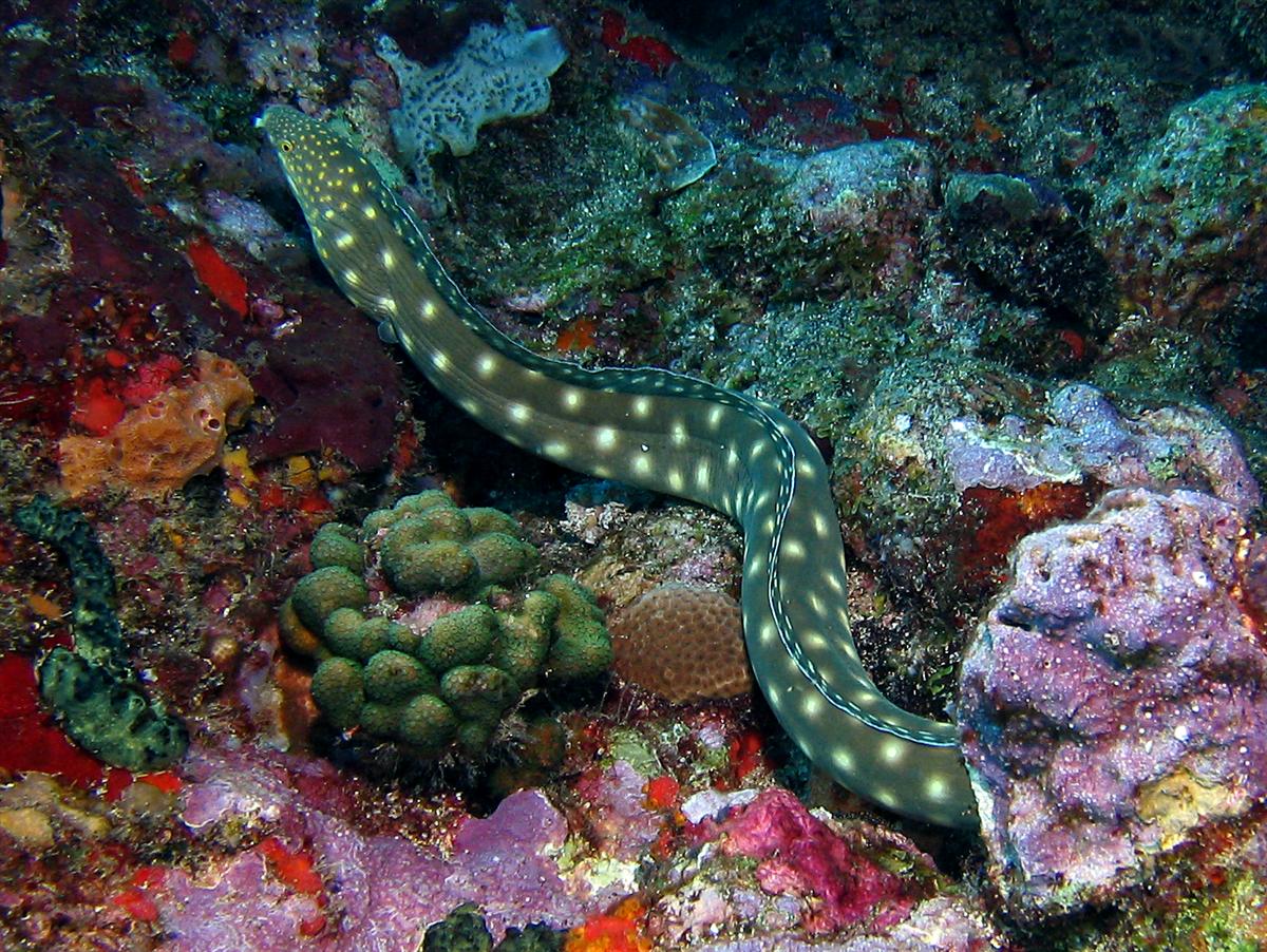 Sharptail Eel