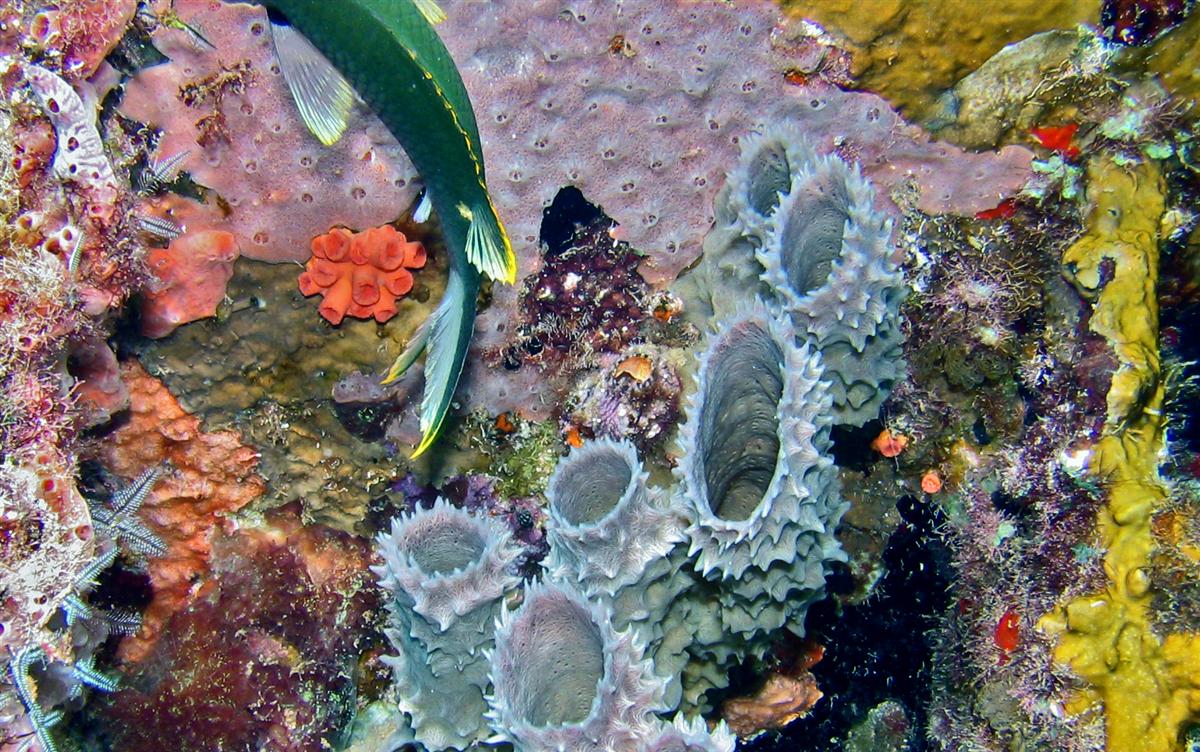 Hull of a sunken ship