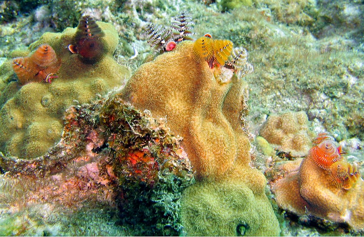 Chrstmas tree worms