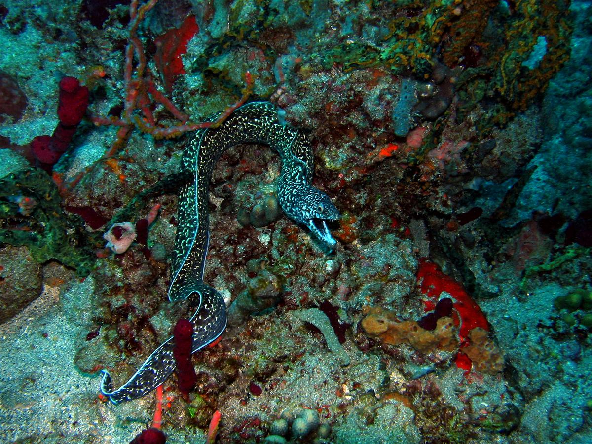 Spotted Moray Eel