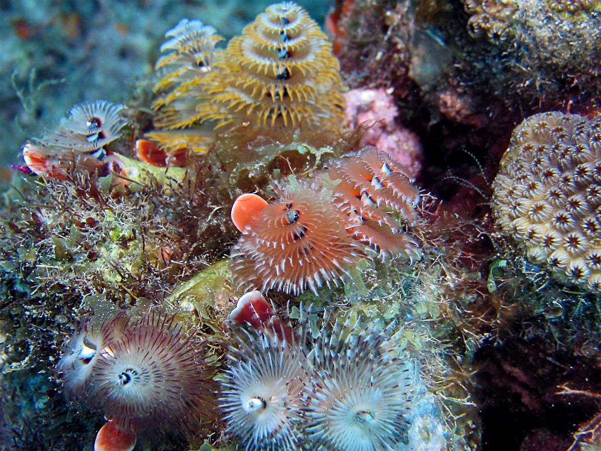 Chrstmas tree worms