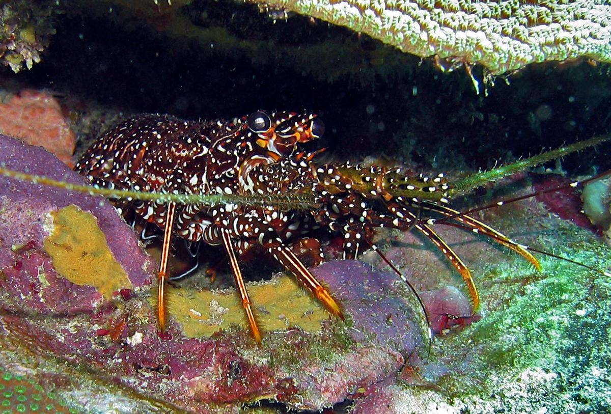 Spotted Spiny Lobster