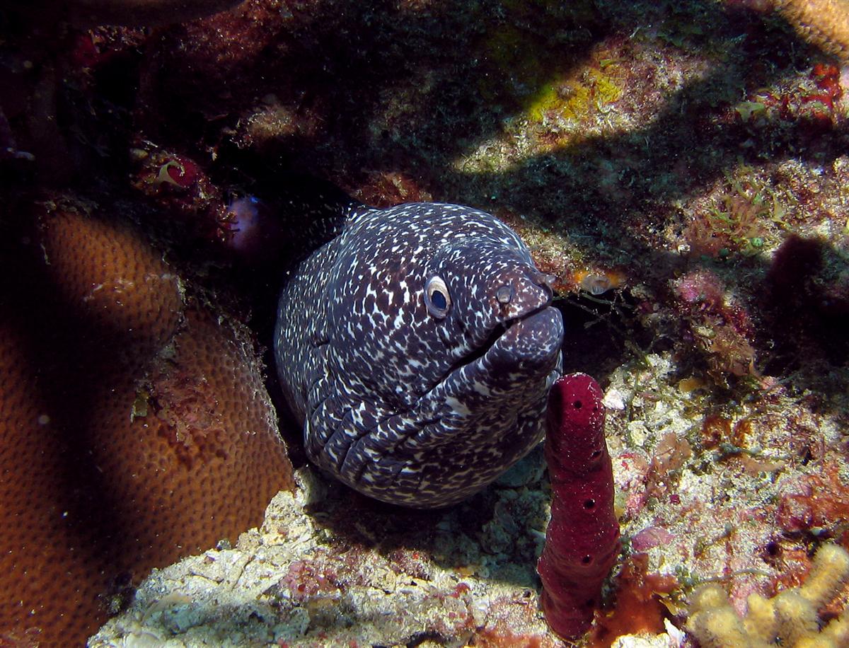 Spotted Moray head