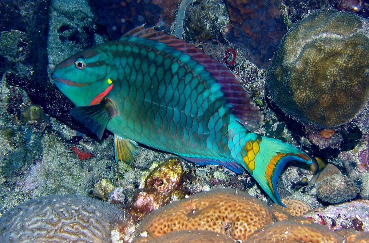 Stoplight Parrotfish sleeping at night