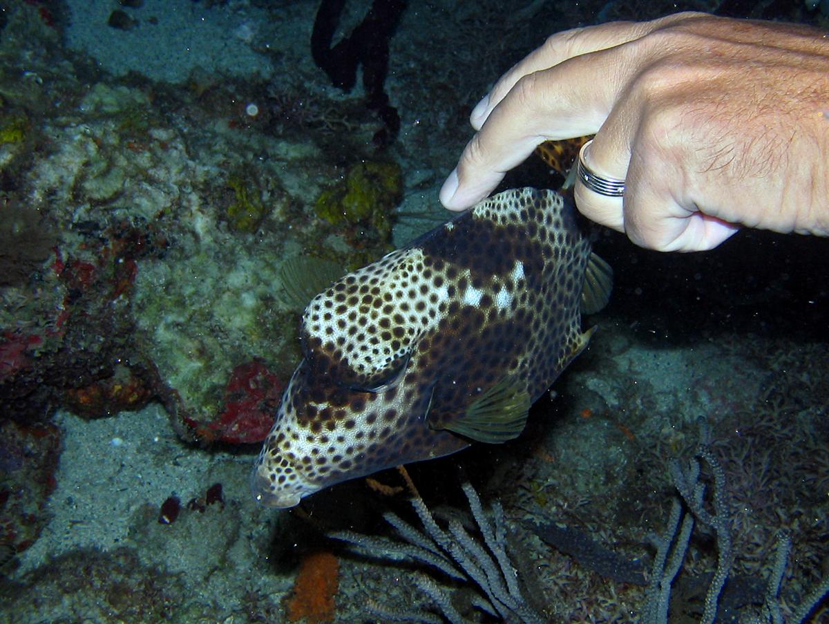 Spotted Trunkfish at night