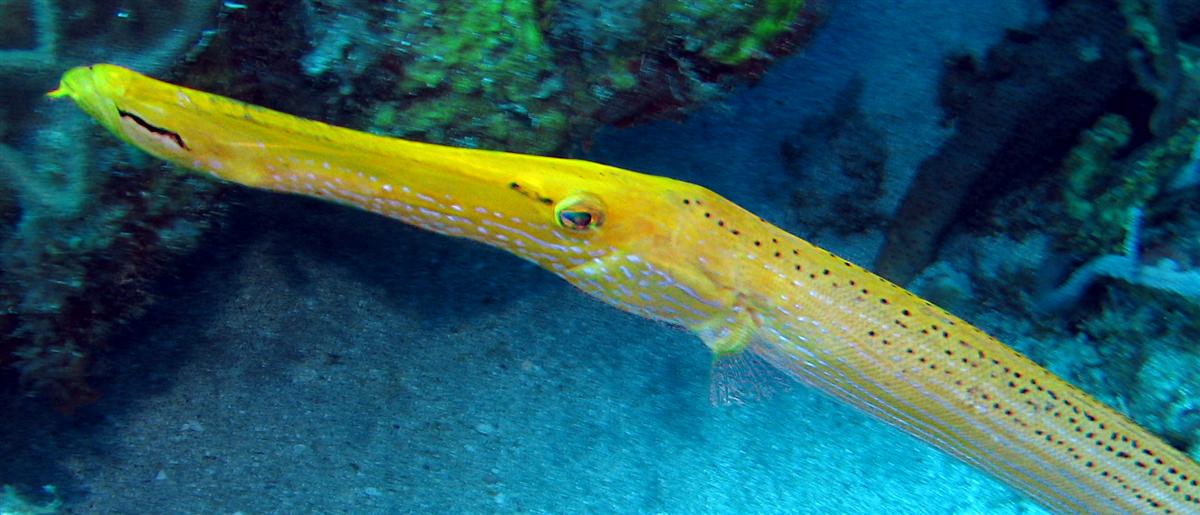 Trumpetfish