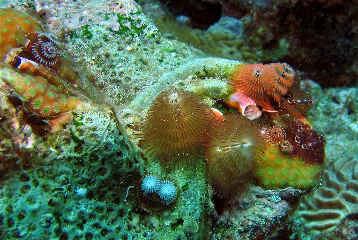 Chrstmas tree worms