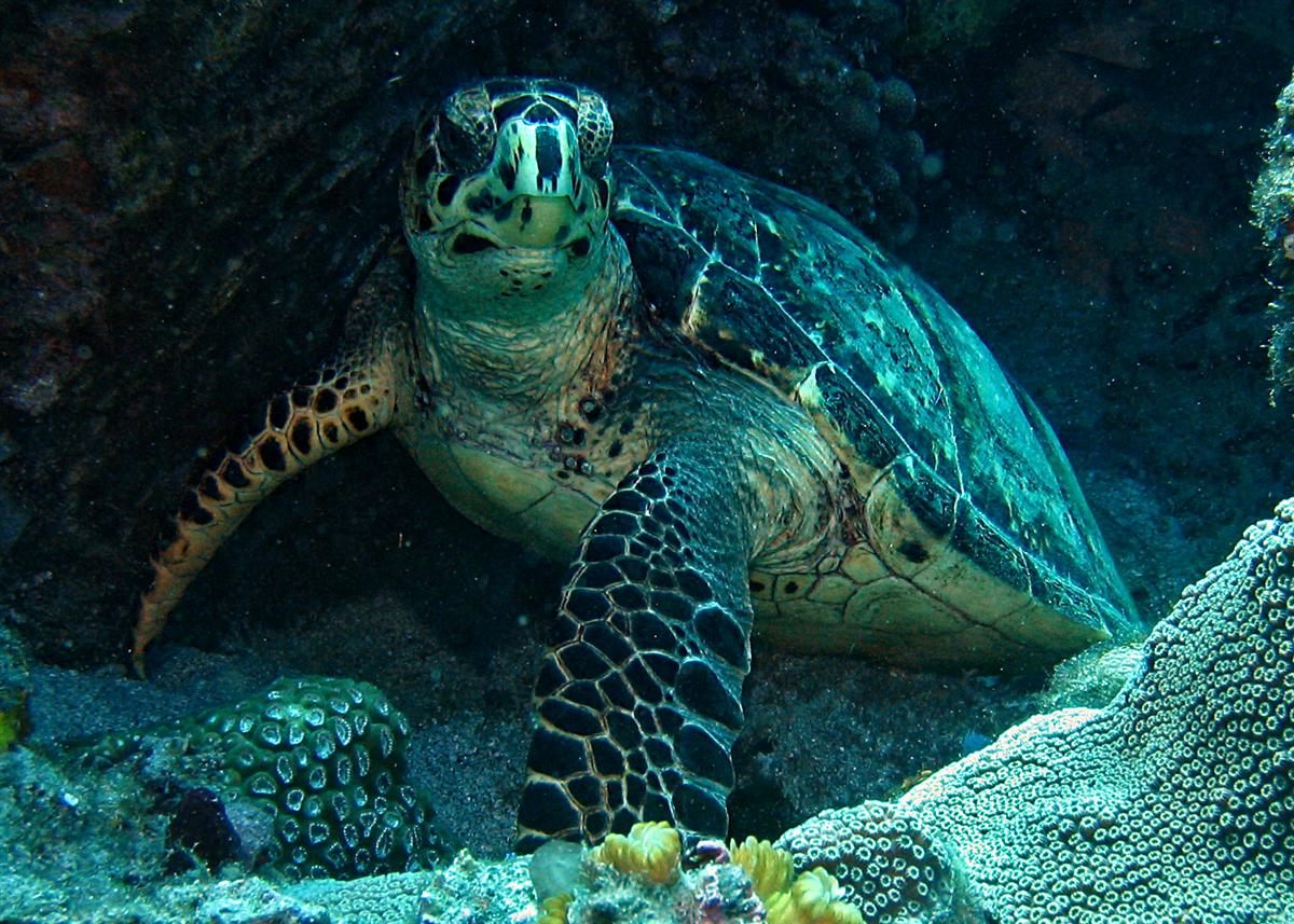 Hawskbill Turtle