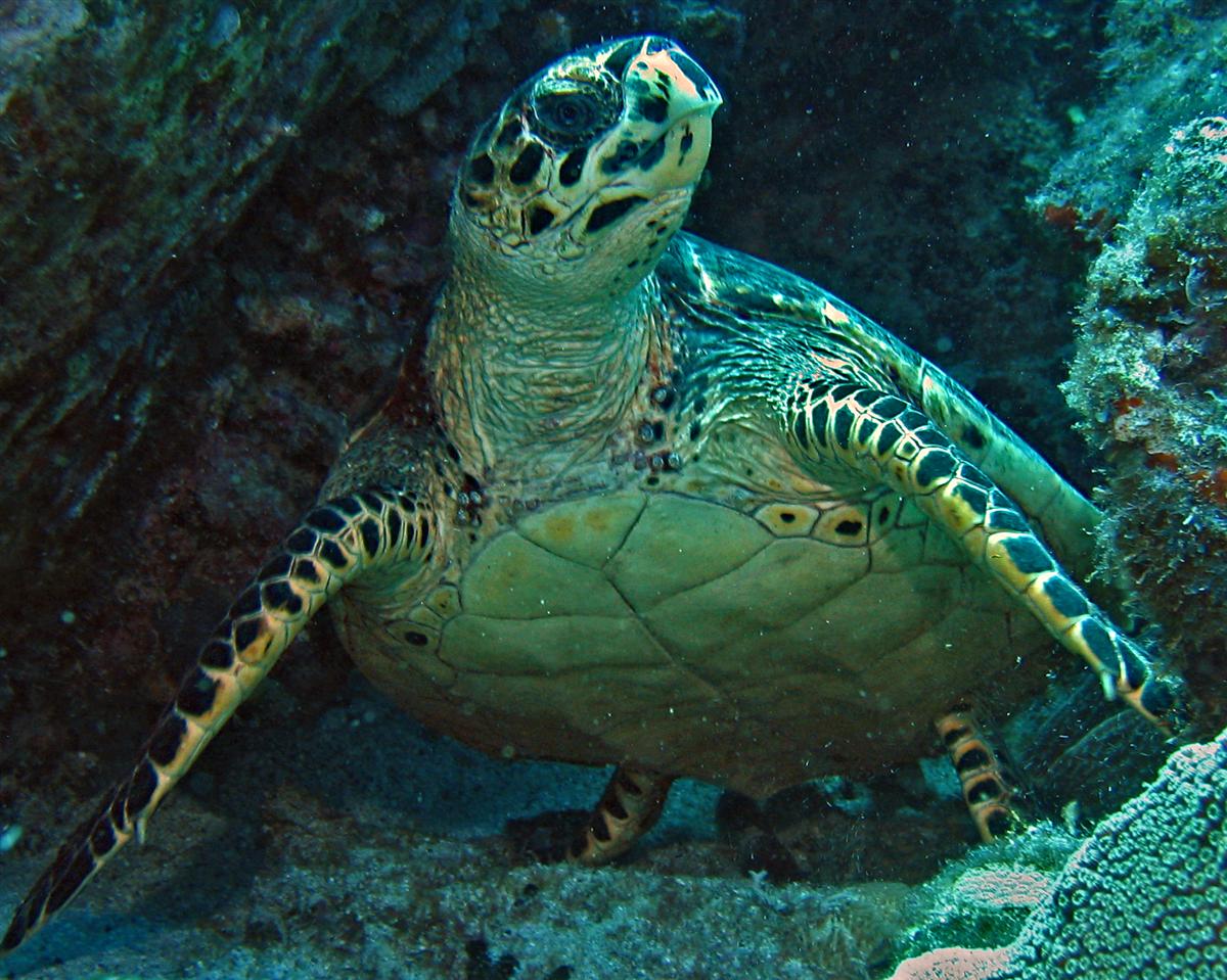 Hawskbill Turtle