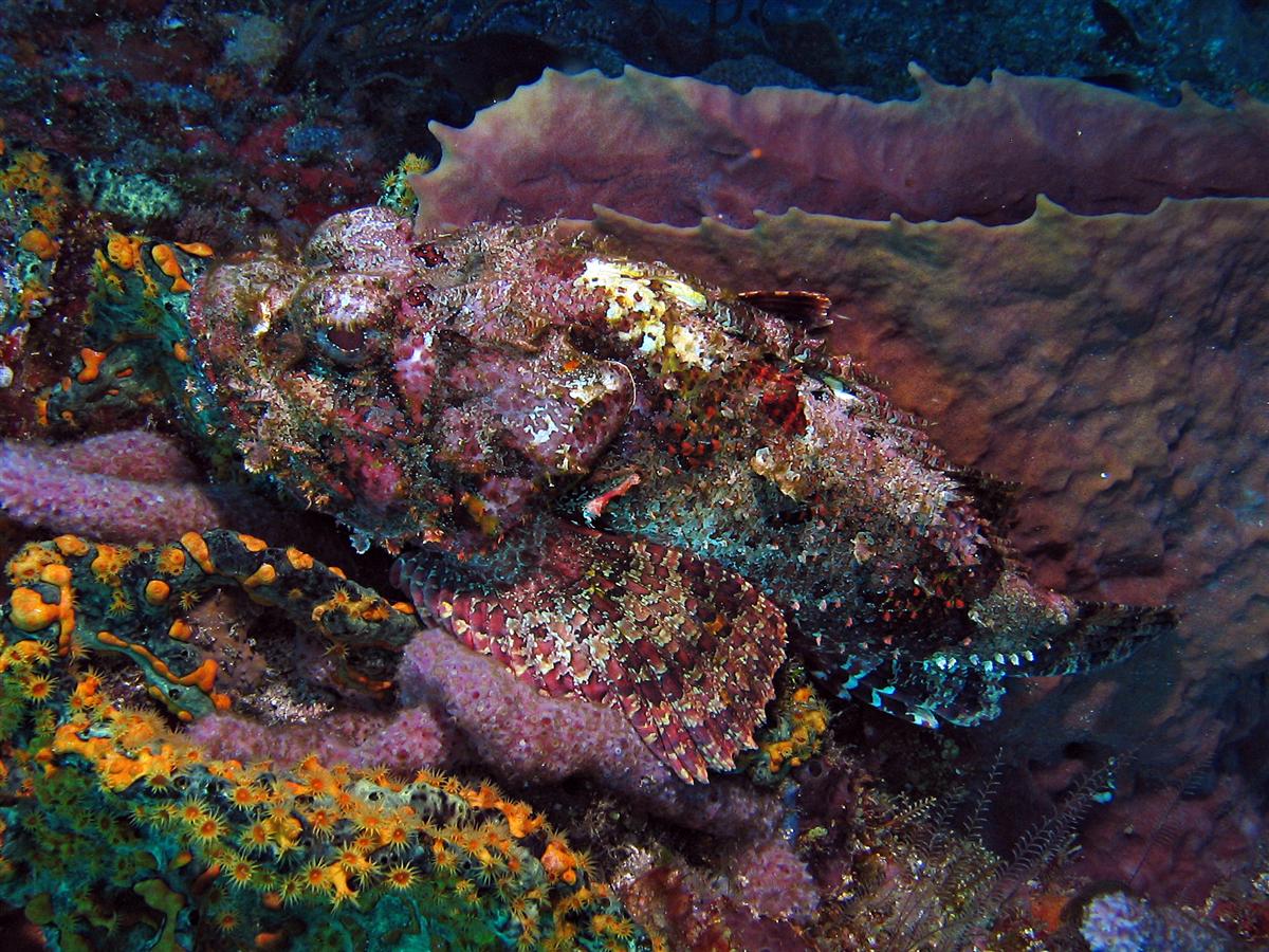 Spotted Scorpionfish