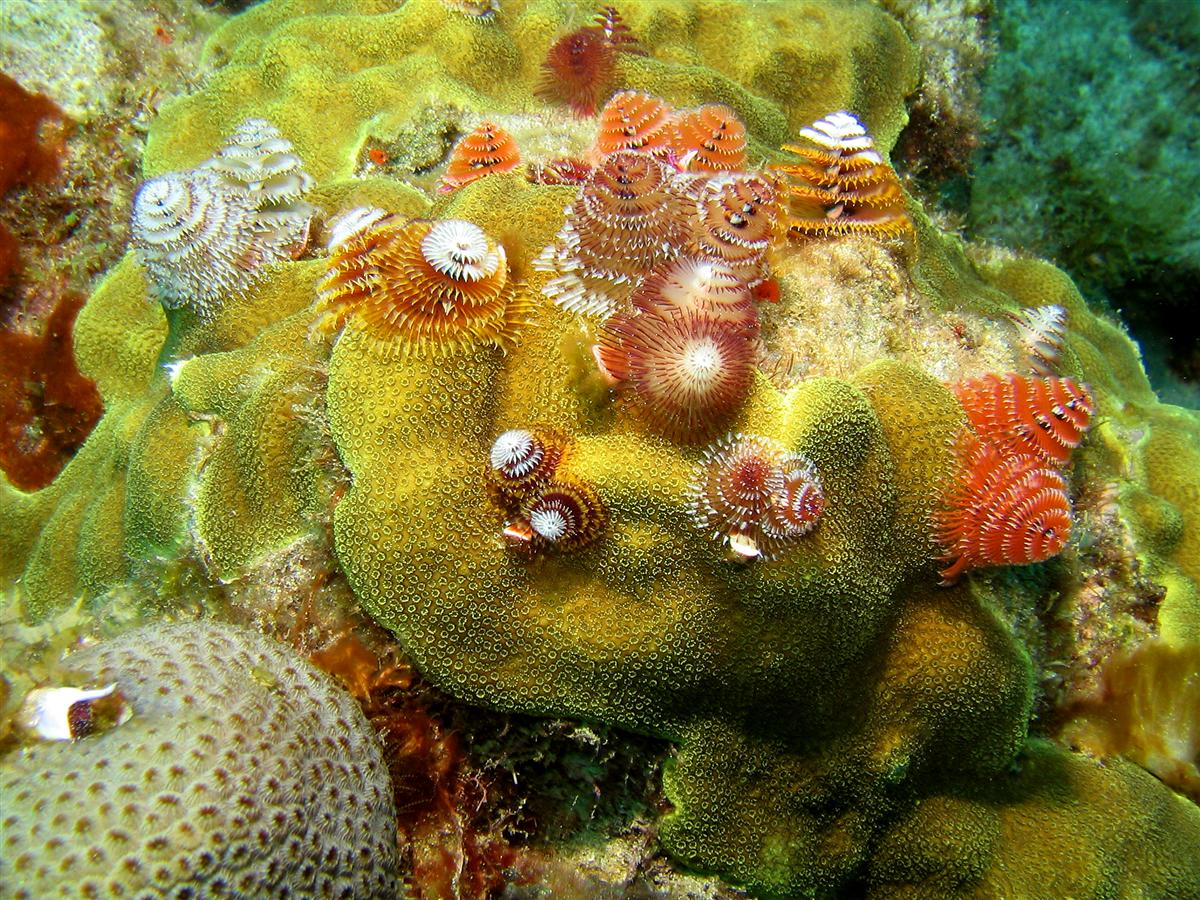 Chrstmas tree worms