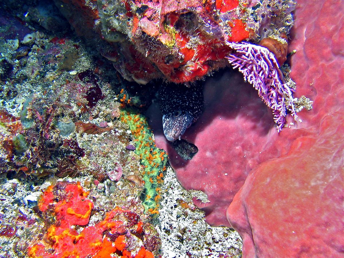 Spotted Moray hiding